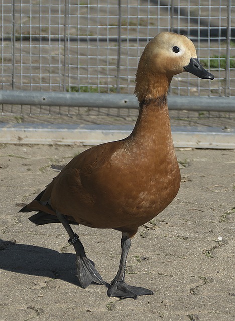 平竞争力