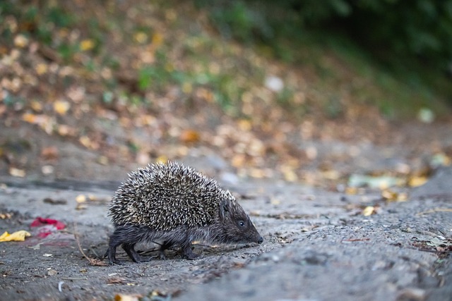 与紫百合队 与紫百合队